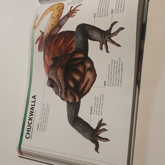 Snakes and Reptiles - Large Hardback Informational Book - Picture 8 of 11